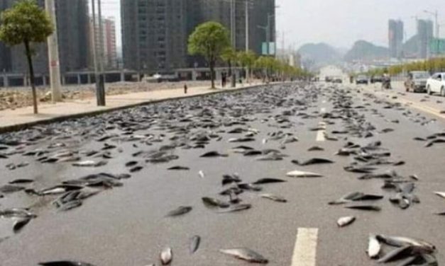 Αυστραλία: «Εβρεξε» ψάρια σε κωμόπολη που απέχει εκατοντάδες χιλιόμετρα από τη θάλασσα