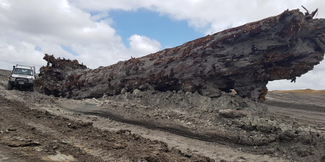 Αρχαίο δέντρο καταγράφει στους δακτυλίους του την αντιστροφή του μαγνητικού πεδίου της Γης