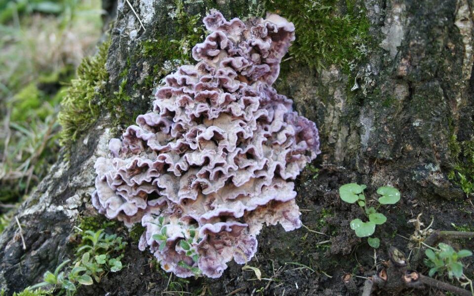 The Last of Us: Κάπως έτσι η φαντασία εισβάλει στην πραγματικότητα