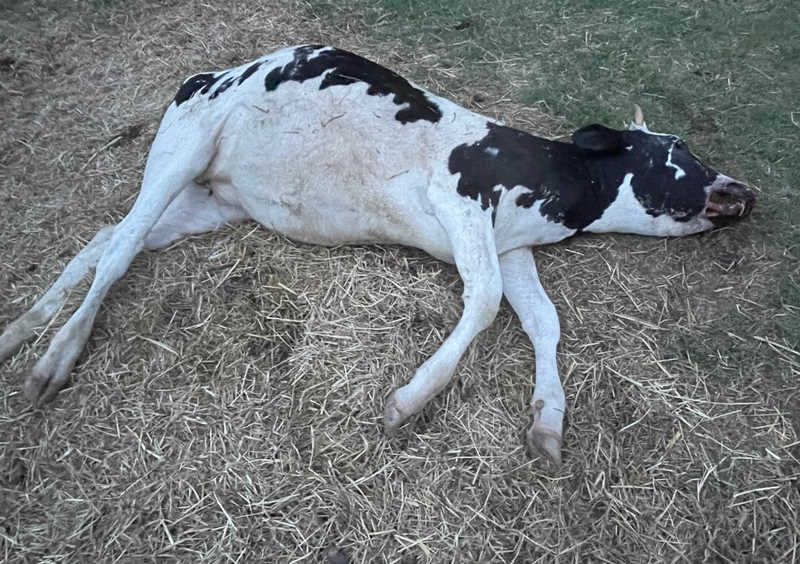Συνεχίζονται οι ακρωτηριασμοί αγελάδων