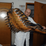 Ένα γιγάντιο μυριάποδο μεγέθους αυτοκινήτου λύνει ένα εξελικτικό μυστήριο