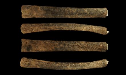 Το Κόκαλο του Ishango: Η Αρχαιότερη Απόδειξη Μαθηματικής Σκέψης;